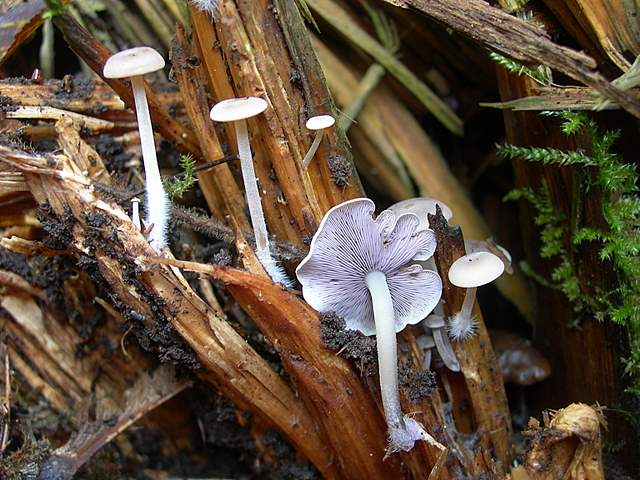 Funghi nella nebbia